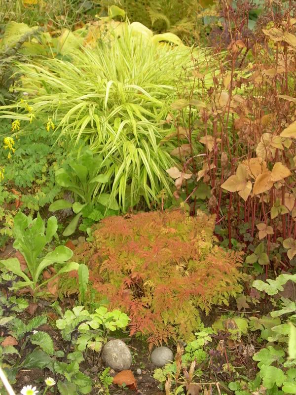 fall shade plants 2011 photo fallshadeplants.jpg